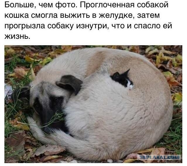 Комментарии из соцсетей, картинки