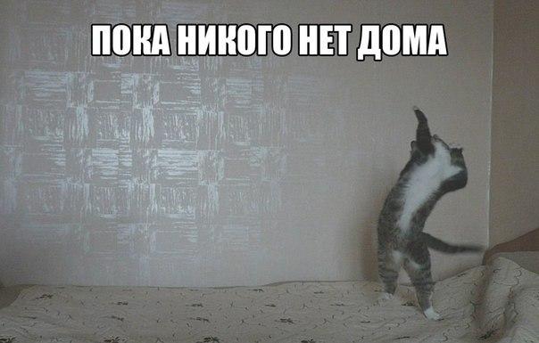 Весёлое из сети