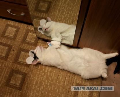 Самые популярные клички кошек и котов