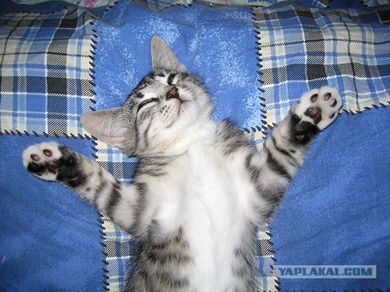 Котовторник