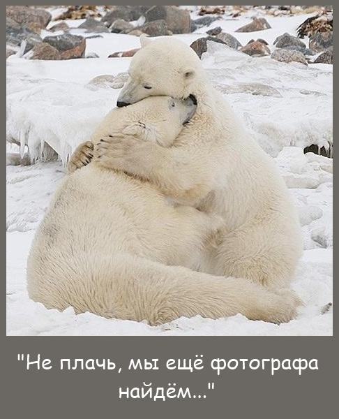 Север. Мишки на... пастбище!