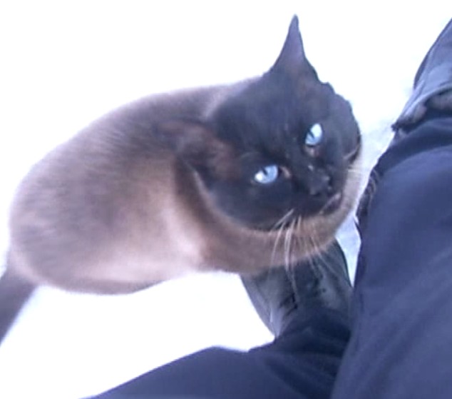 Умирая, коты уходят...
