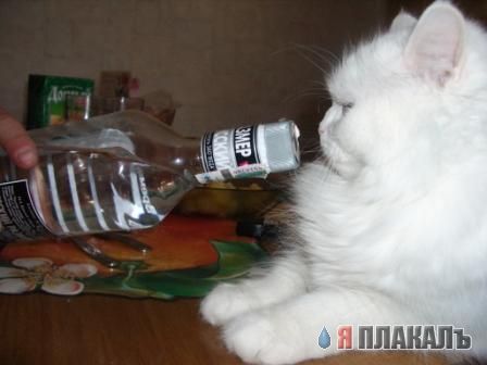 Коты, кошки, котята