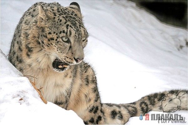ДИКИЕ КОШКИ