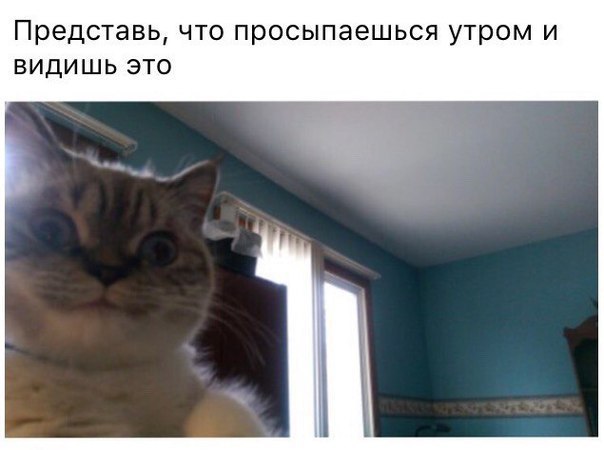 Божьи твари