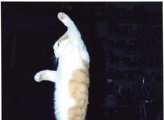 Летающий котовторник на ЯПлакалъ! (38 котов)