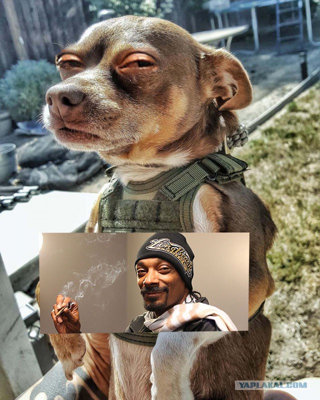 Купил чехол для пива. Собаке он пришелся по размеру...