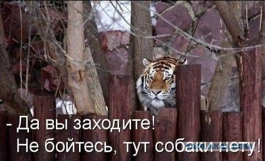 Питбуль атакует