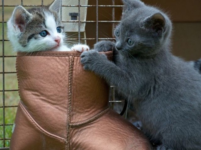 Коты из сети