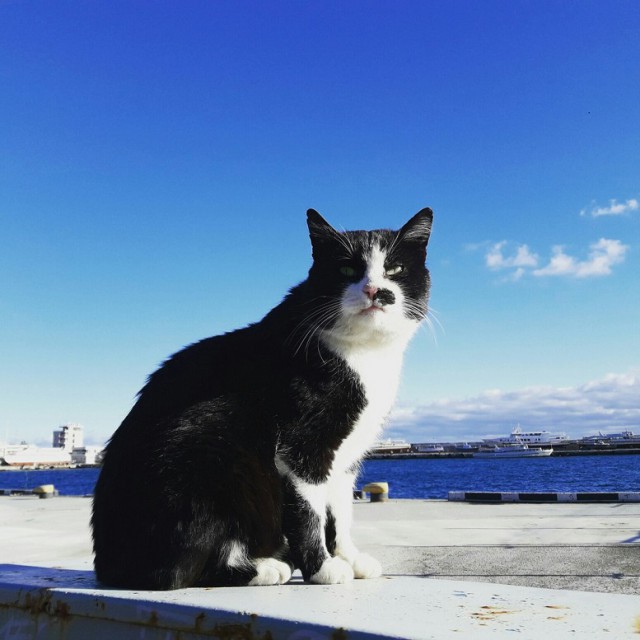 Котовторник 13.12.2016