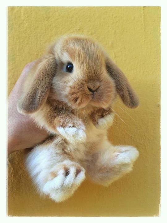 Самые смешные животные