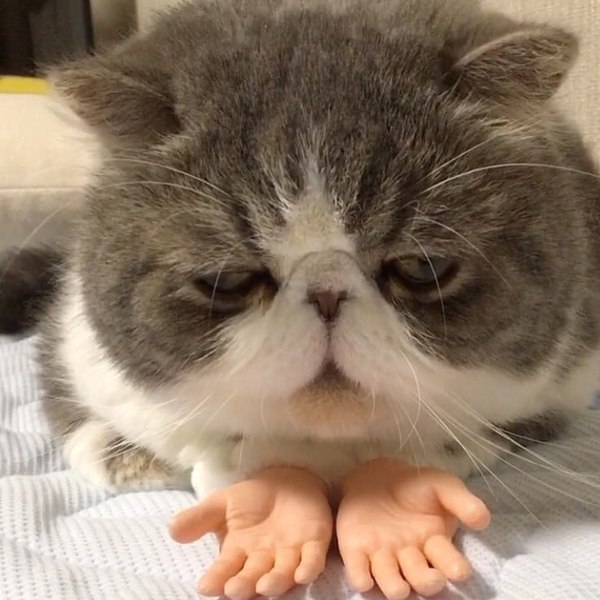 Коты и Кошки
