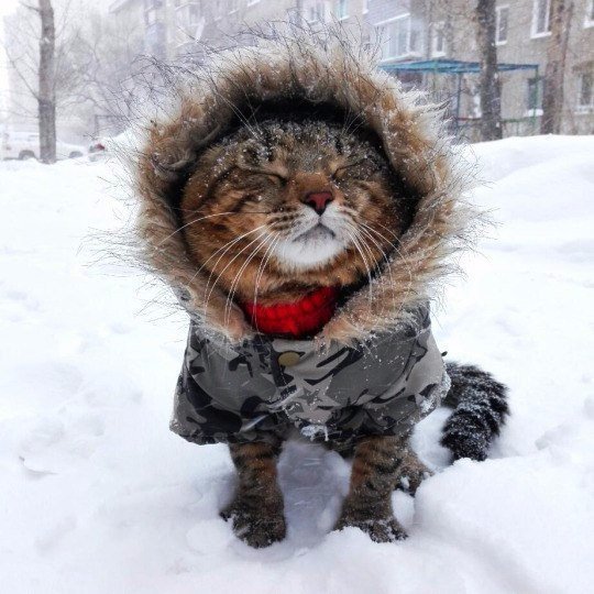 Коты и Кошки