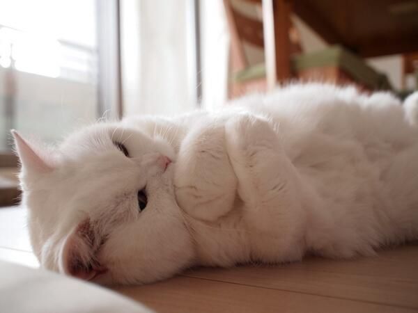 Коты и Кошки
