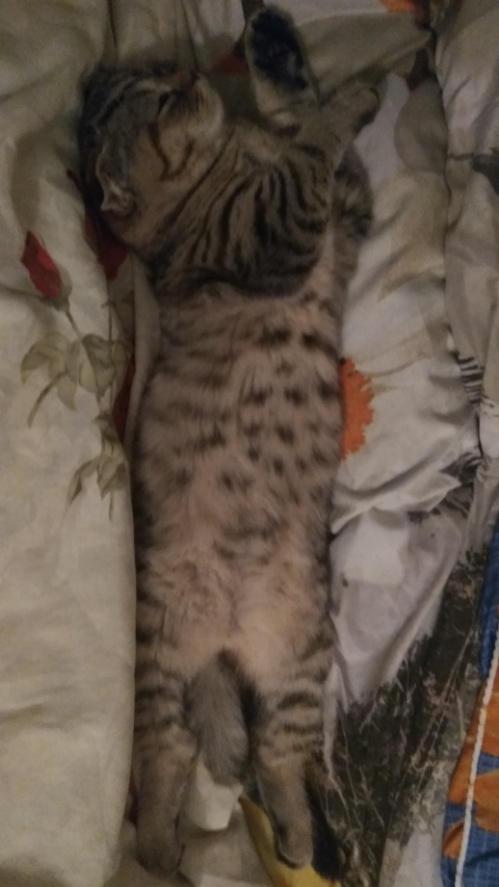 Правильно ли спит кот?