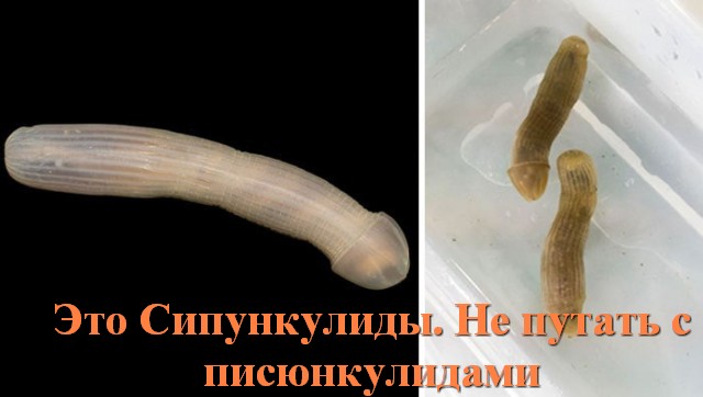 Кто обитает на дне у берегов Австралии