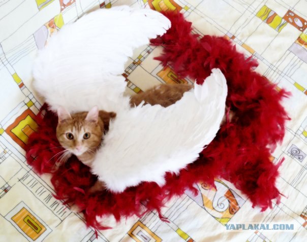 Котовторник на ЯПлакалъ 08.07.2008