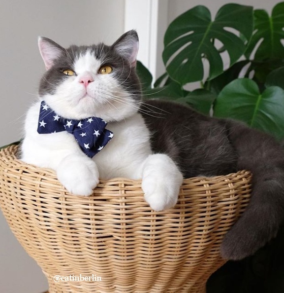 Прикольных котов пост