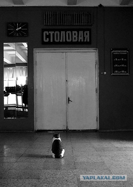 Котовторник на 03.02.2009