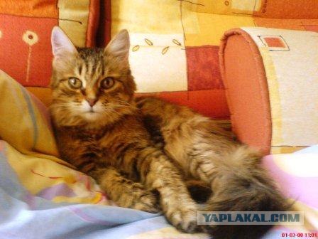 Котовторник: начало