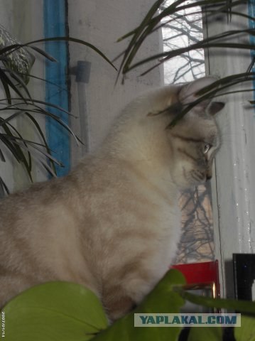 Котовторник - С праздником, котоводы!
