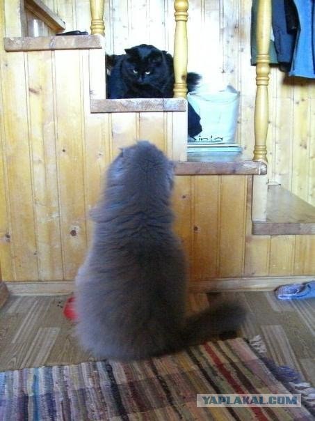 Котовторник 06.12.2011