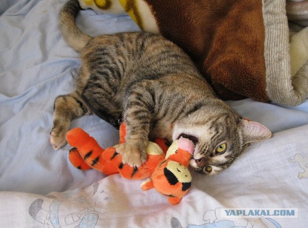 Котовторник 20.12.2011