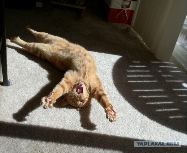 Котовторник (14.02.2012)