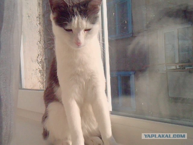 Котовторник (28.02.2012)