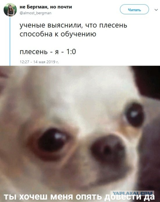 Ветер колышет верхушки деревьев
