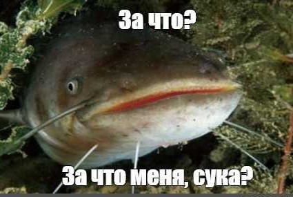 Любите сыр косичку с пивасиком?