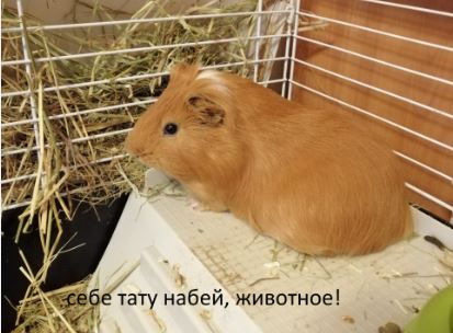 Татуировать домашнего любимца? Госдума решила, что это важно