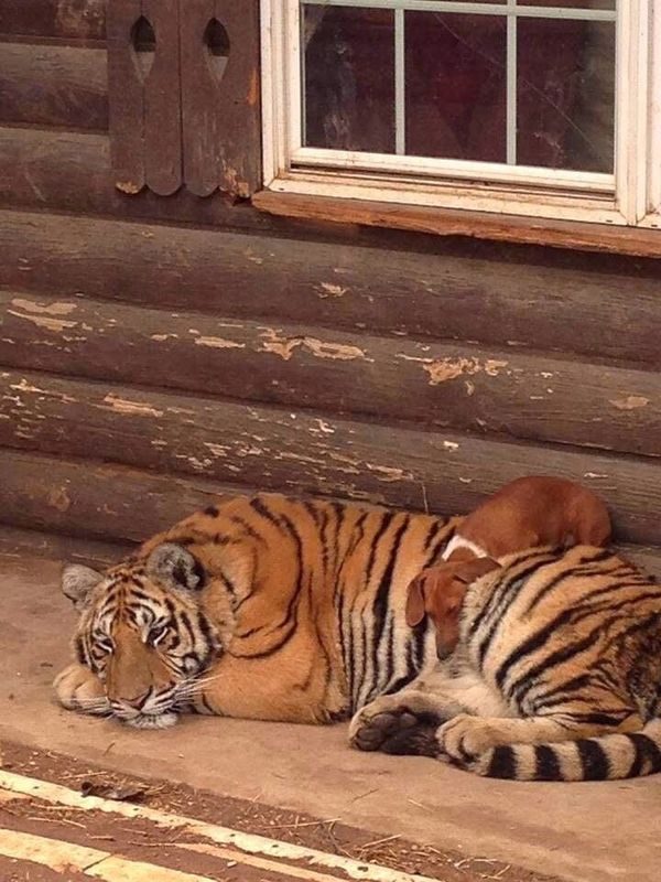 Дикий котовторник 14.01.20