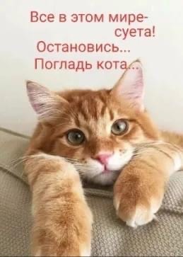 Котовторник 17.11.20