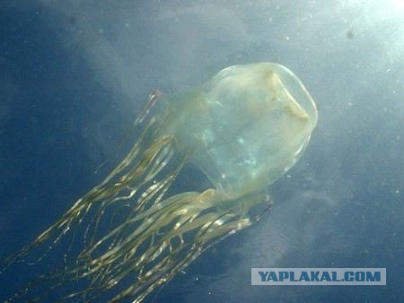 Ируканджи: Случайный контакт. Крошечная медуза в 2 см смертельно ядовита, но укус почти не болит