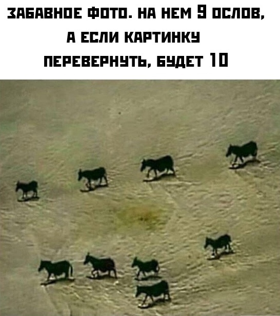 Весёлый полтишок 25.05