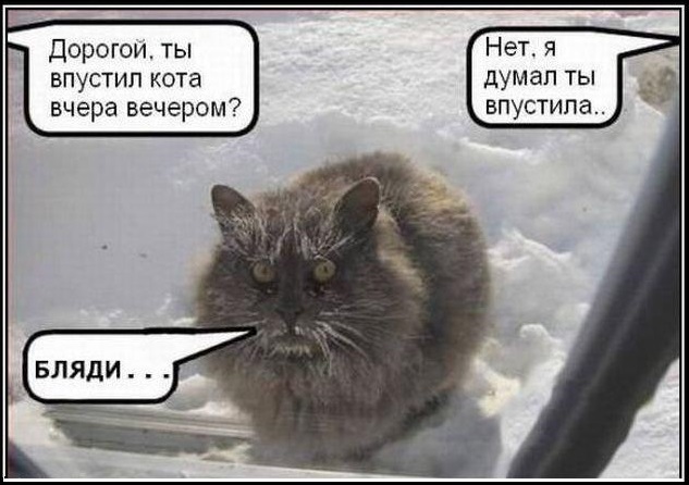 Забавные и милые котейки