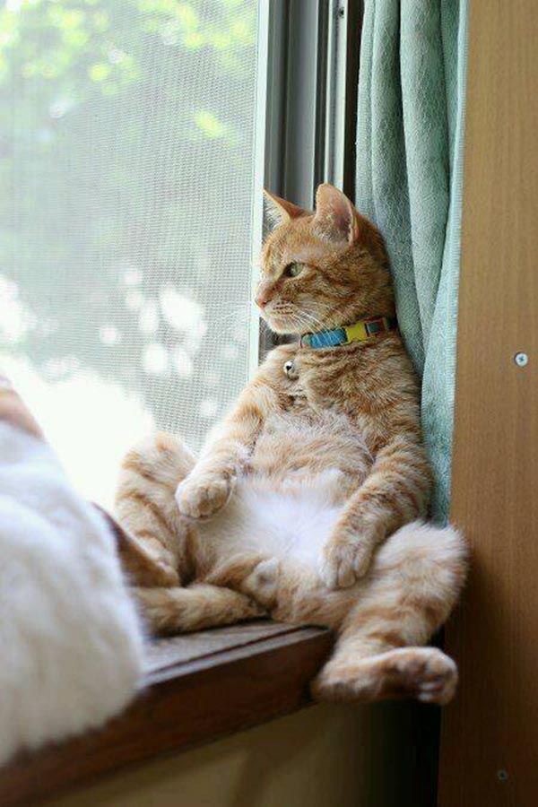 А это мой котан к котовторнику