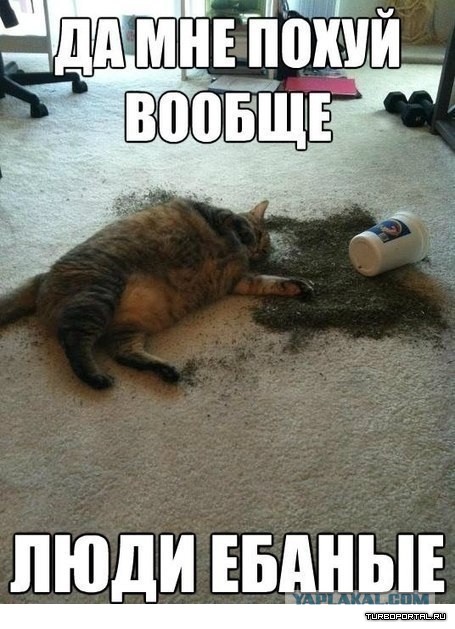Картинки. Баян-прибоян Япа