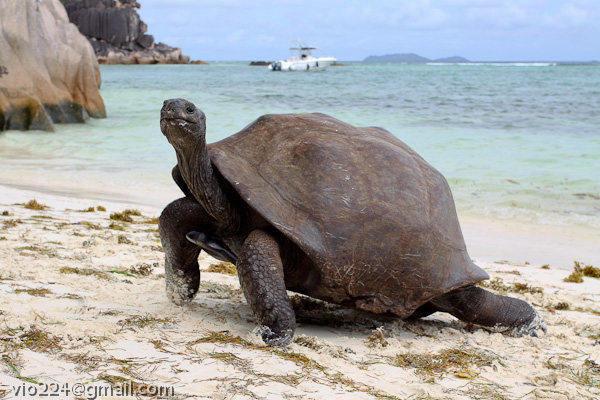 Сейшеллы октябрь 2012