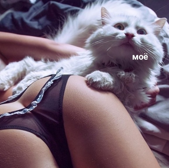 Котоюмор на ЯП. Веселые кото-картинки!