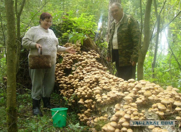 А вам нравится смотреть, как горят расчлененные трупы деревьев?