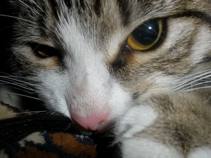 Котовторник 30.04.2013