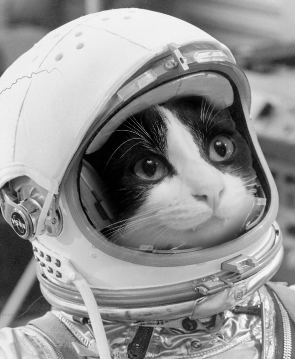 А у вас котэ растаяло
