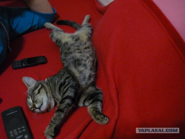 Котовторник 21.05.2013