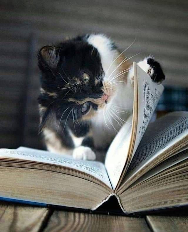 Котики тоже любят читать