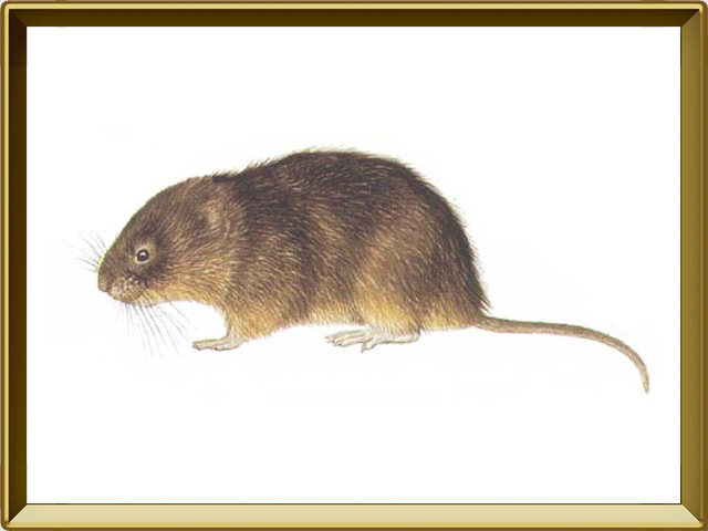 Одолели крысы на участке..