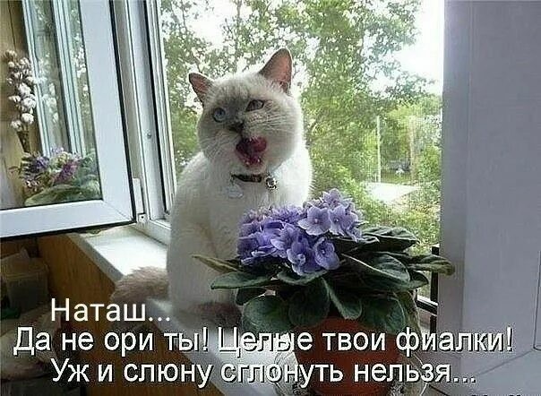 Аспарагусы