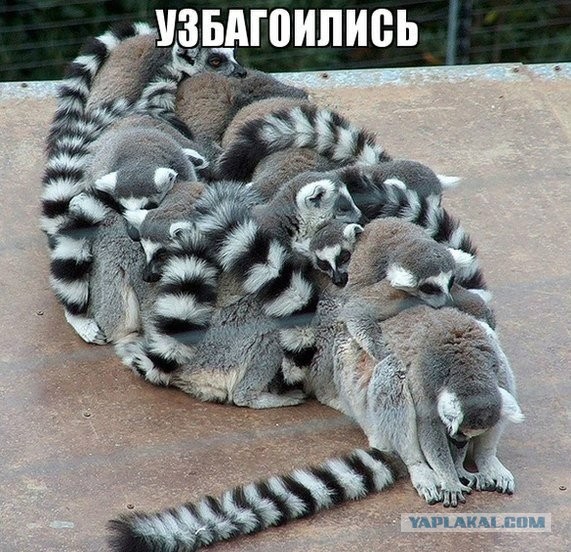 Откуда взялся узбагойся