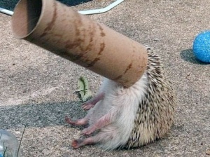 Fail (не издевательство над животными)